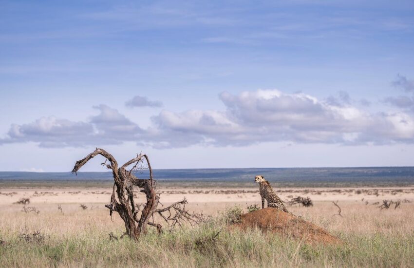 Cheetah sighting in the African savannah during a Kenya Safari