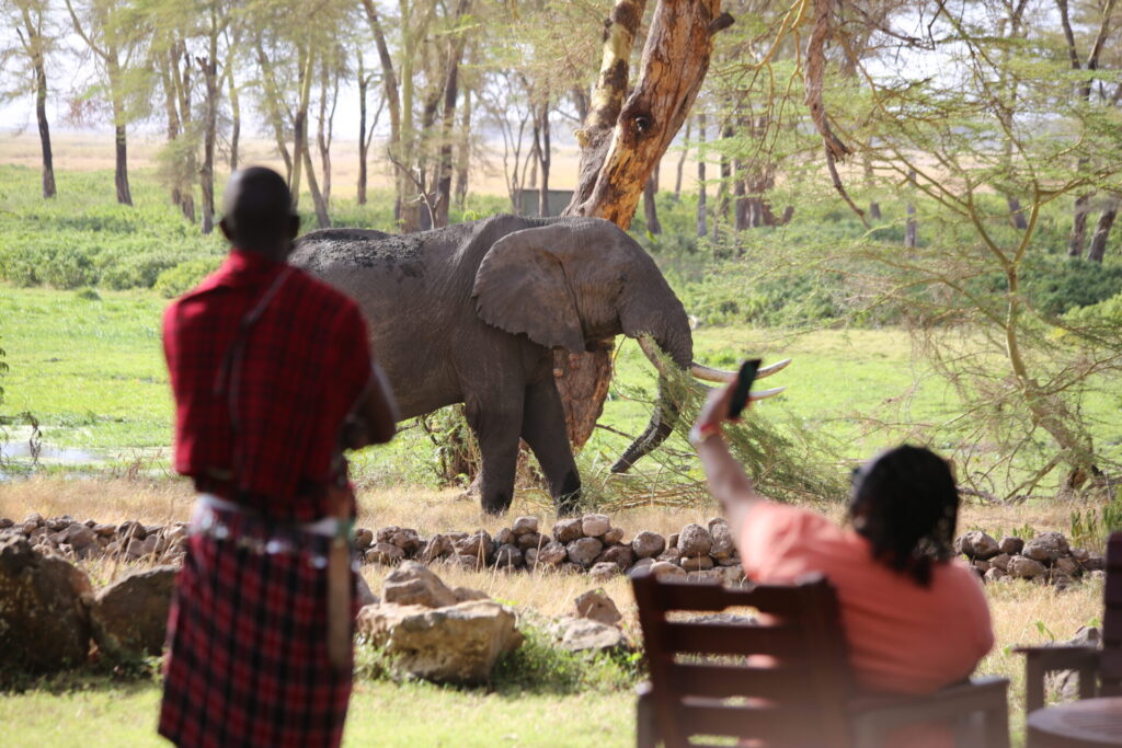Elephant grazing on the plains of Amboseli National Park, Kenya