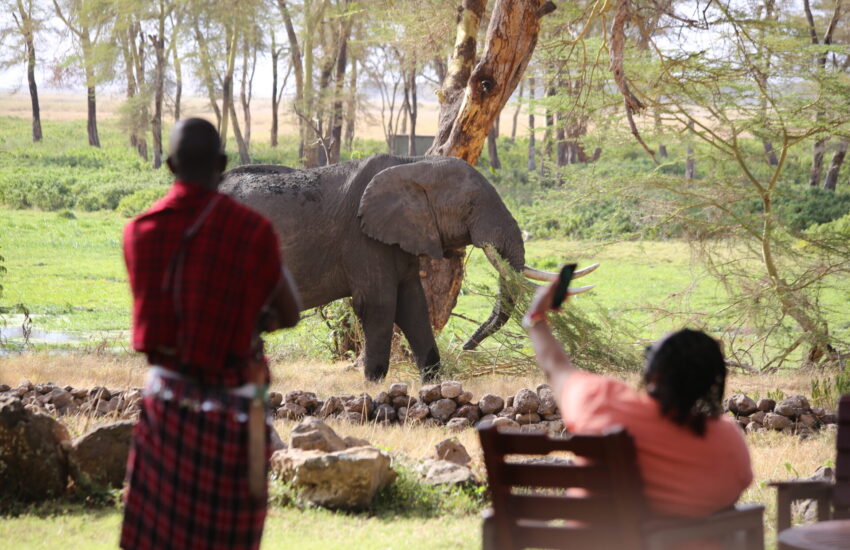 Elephant grazing on the plains of Amboseli National Park, Kenya
