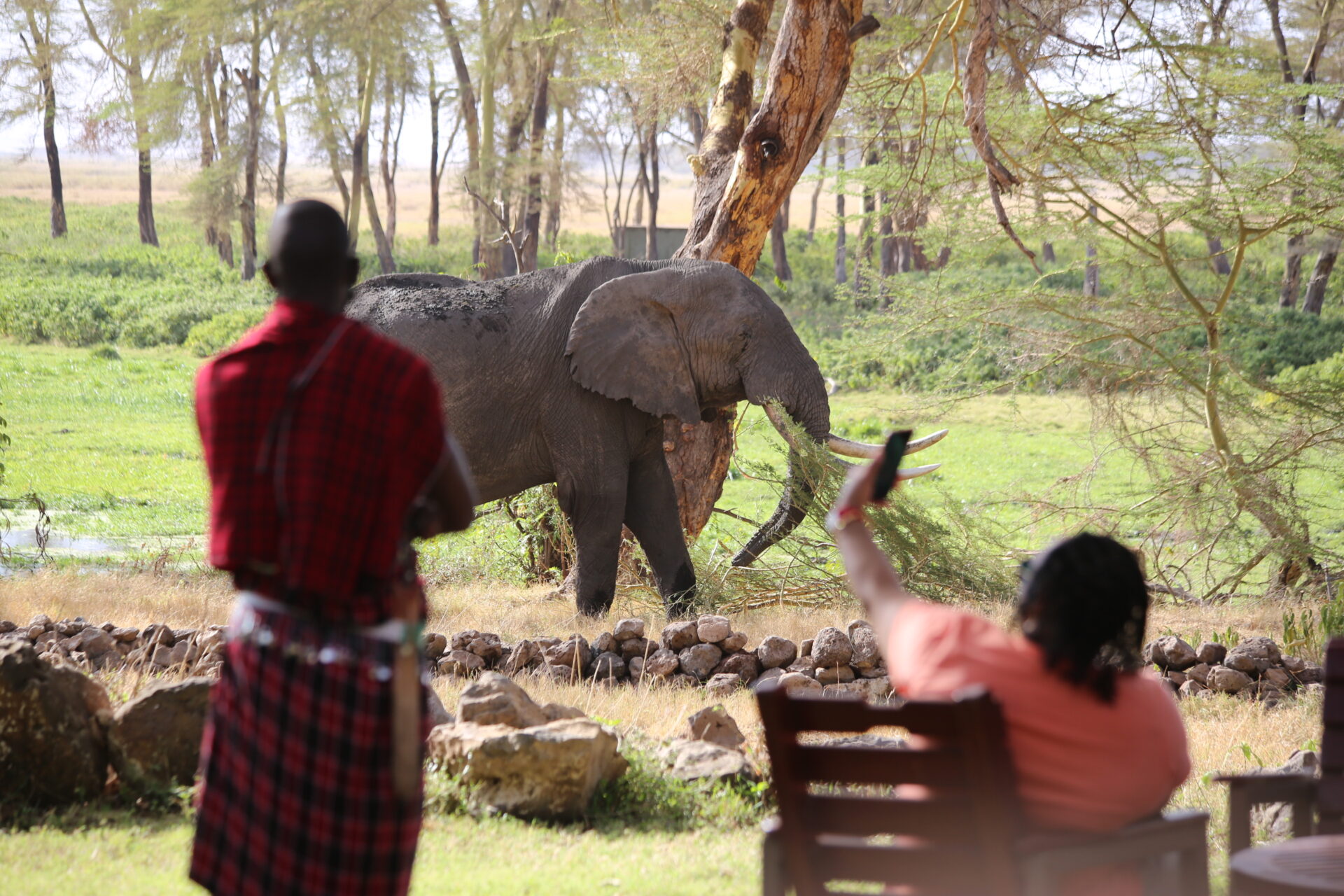 Elephant grazing on the plains of Amboseli National Park, Kenya