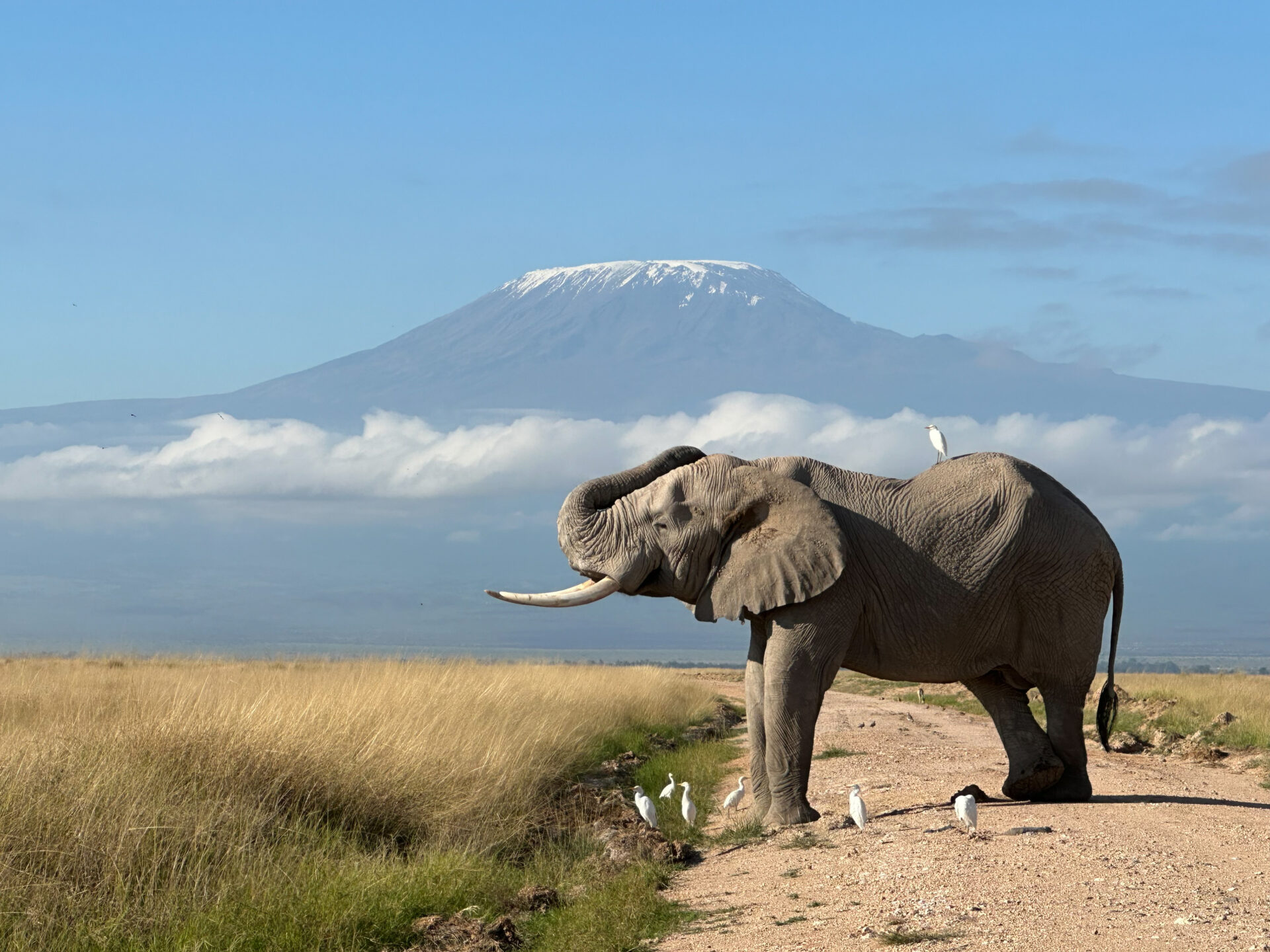 Elephant in Amboseli National Park with Mount Kilimanjaro in the background
