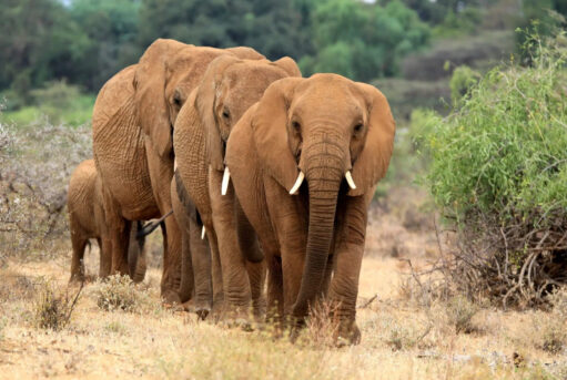 Elephants in Tsavo East National Park, Kenya