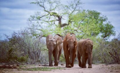 Elephants in Tsavo East National Park, Kenya