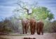 Elephants in Tsavo East National Park, Kenya