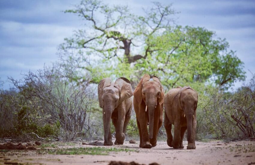 Elephants in Tsavo East National Park, Kenya