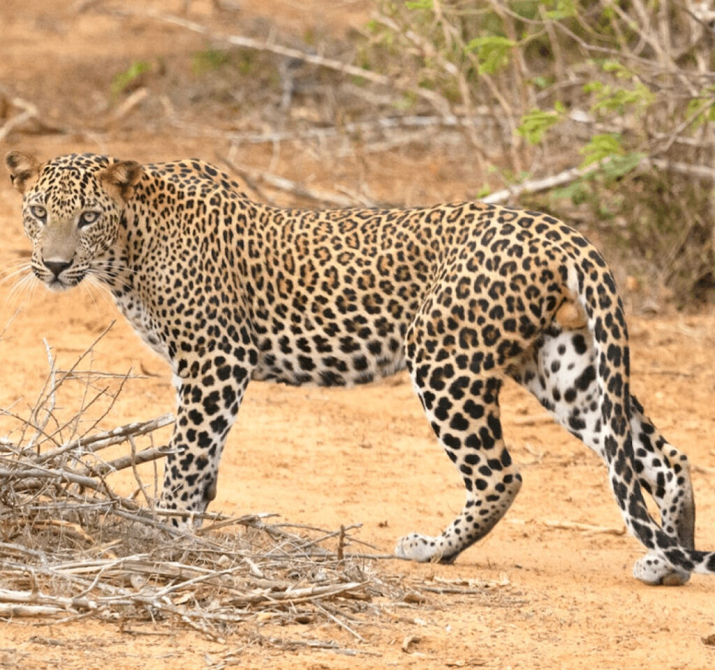 Leopard spotted on game drive in Tsavo East National Park