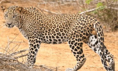 Leopard spotted on game drive in Tsavo East National Park