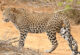 Leopard spotted on game drive in Tsavo East National Park