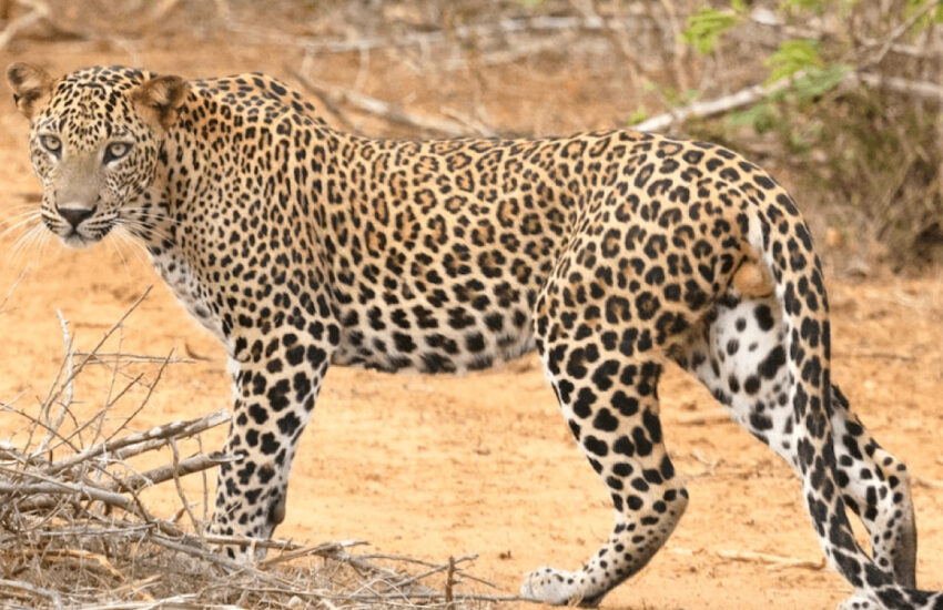 Leopard spotted on game drive in Tsavo East National Park
