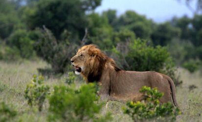 Lion in Tsavo East National Park on a 2-day safari from Mombasa