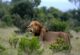 Lion in Tsavo East National Park on a 2-day safari from Mombasa