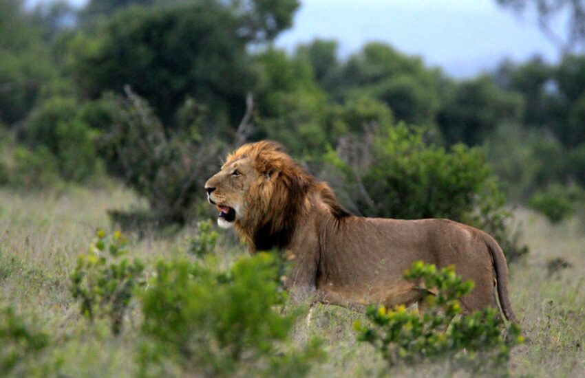 Lion in Tsavo East National Park on a 2-day safari from Mombasa