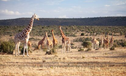 Giraffe herd on the plains of Tsavo West National Park