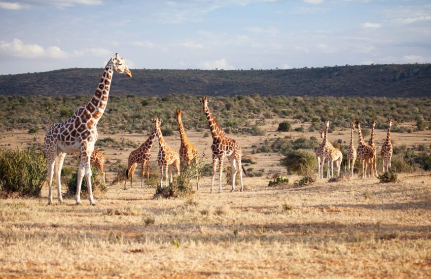 Giraffe herd on the plains of Tsavo West National Park