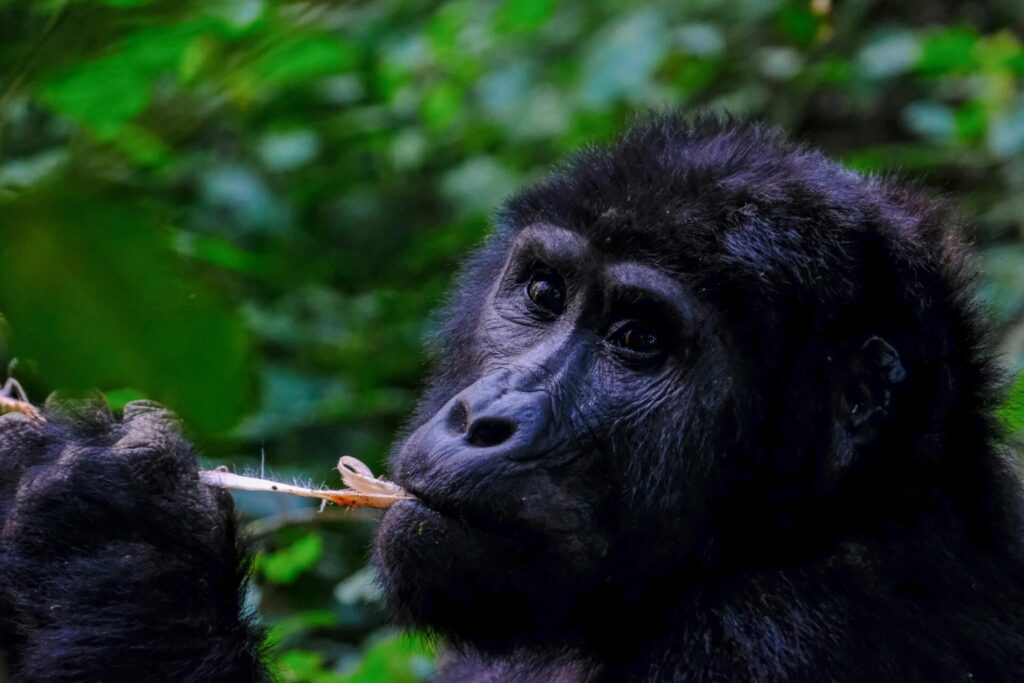 Gorilla trekking is a once-in-a-lifetime experience in Uganda | Flashmctours