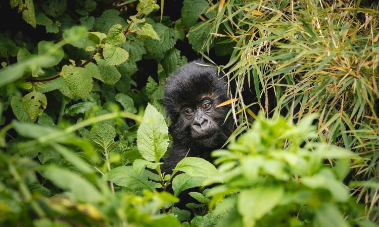 A baby gorilla seen at Orugano Bwindi Lodge in Bwindi Impenetrable National Park | Flashmctours