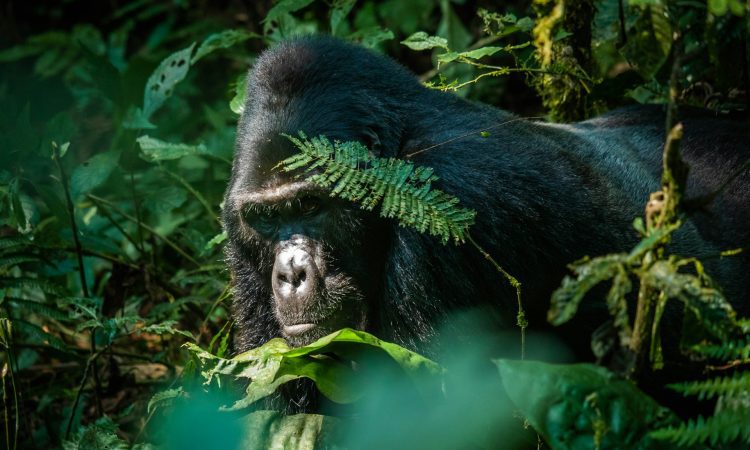 Gorilla trekking at Orugano Bwindi Lodge in Bwindi Impenetrable National Park | Flashmctours