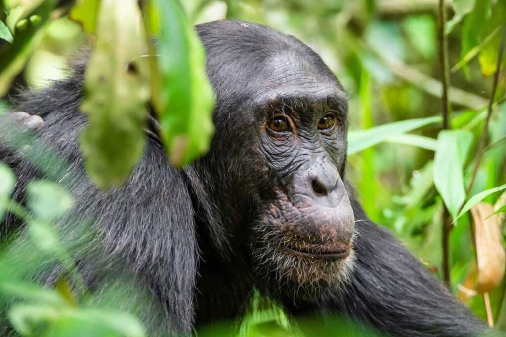 Boisterous chimps spotted at Primate Lodge in Kibale | Flashmctours
