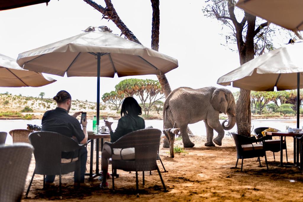 Elephant sighting at breakfast at Elephant Bedroom Camp in Samburu National Reserve | Flashmctours