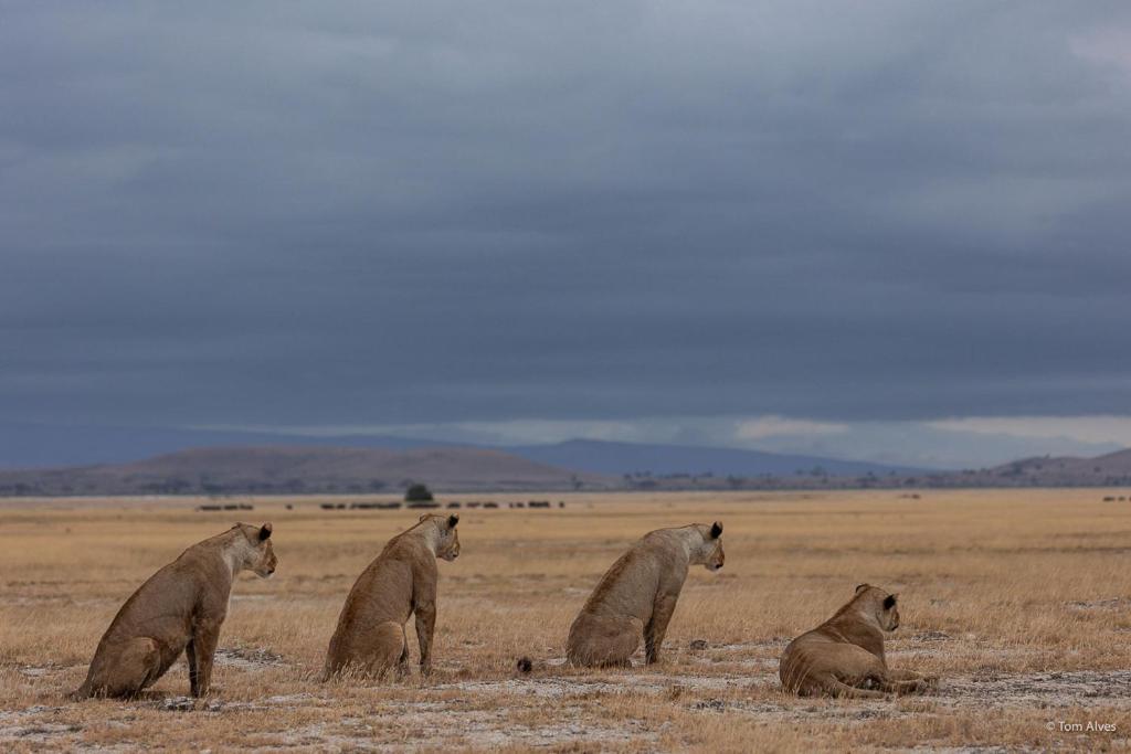 Lion sightings at Ol Tukai Lodge in Amboseli National Park | Flashmctours