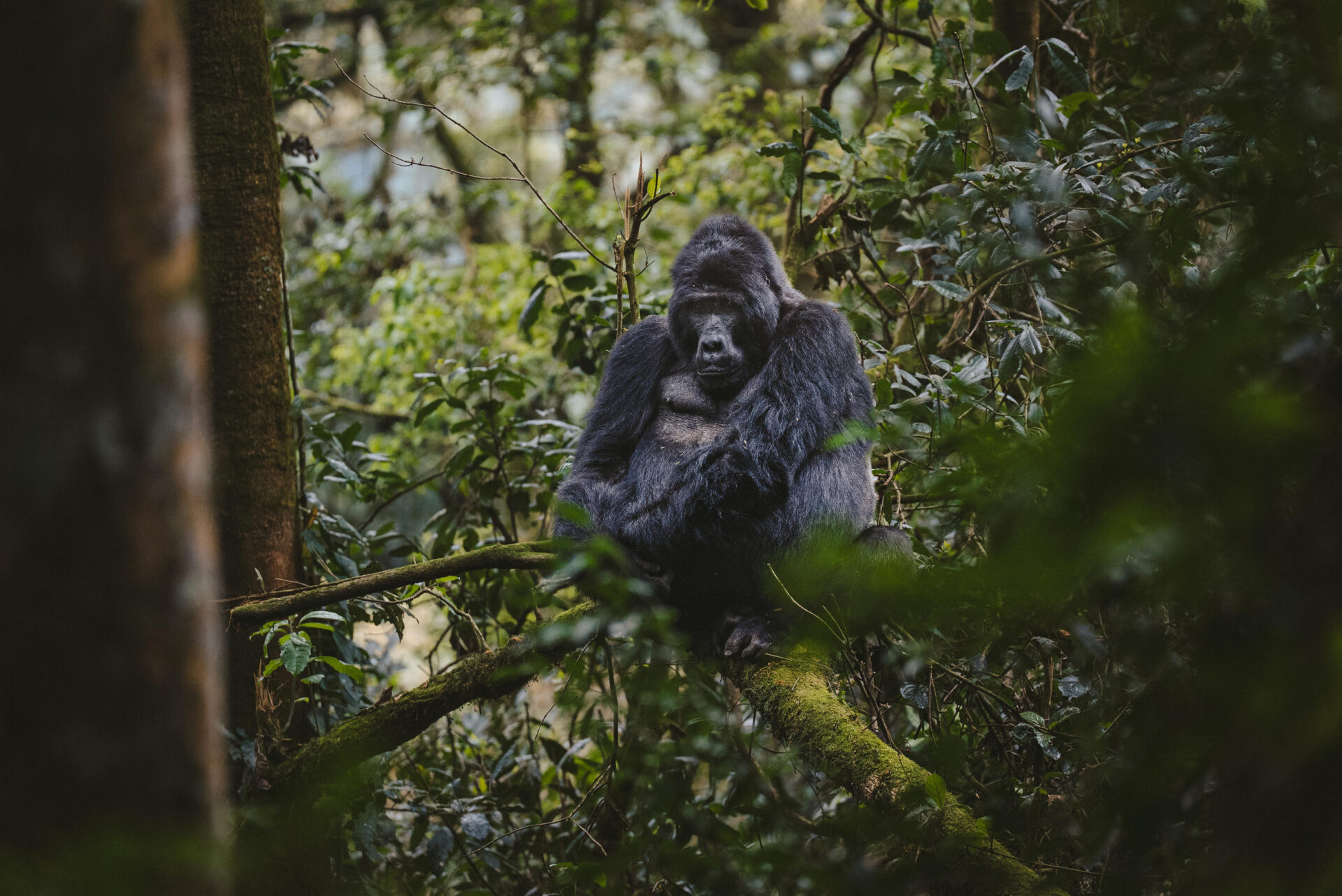 4-Day Rwanda Gorillas and Akagera Wildlife Safari