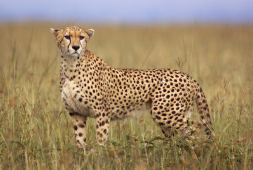 Cheetah in open savannah - Masai Mara, Kenya