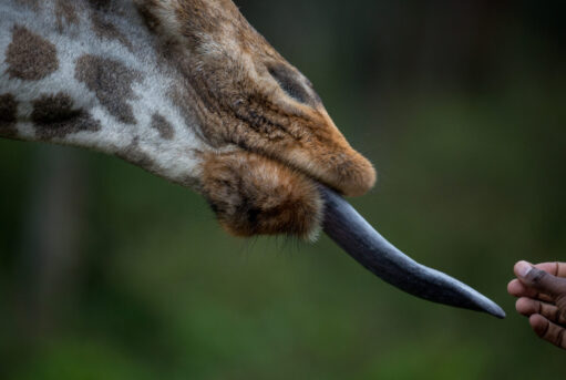 A Rothschild's Giraffe extends its long tongue for a pelet at Giraffe Manor.