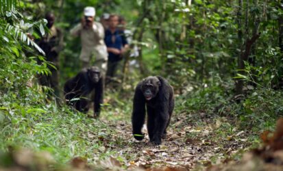 Chimpanzees walking along a forest trail with guides during a chimp trekking safari