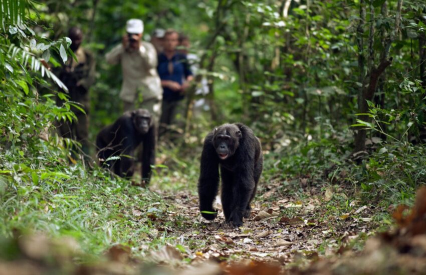 Chimpanzees walking along a forest trail with guides during a chimp trekking safari