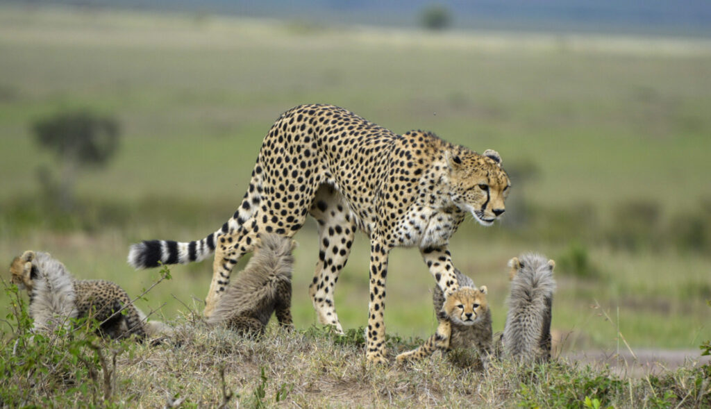 Kenya Fly-In Safaris