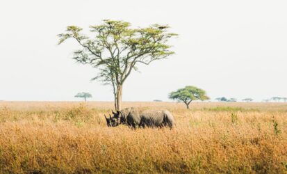 Two rhinos grazing in open grassland beneath a lone acacia tree