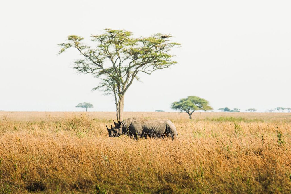 A Rare Sight of a Rhino on a Tanzania Family Safari in Ngorongoro