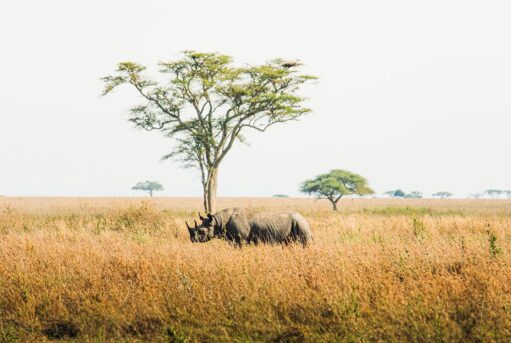 A Rare Sight of a Rhino on a Tanzania Family Safari in Ngorongoro