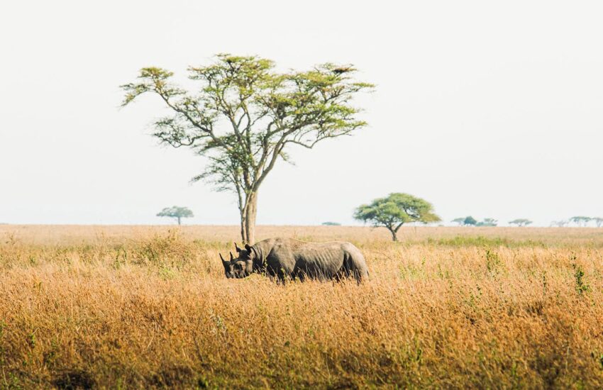 A Rare Sight of a Rhino on a Tanzania Honeymoon Safari in Ngorongoro