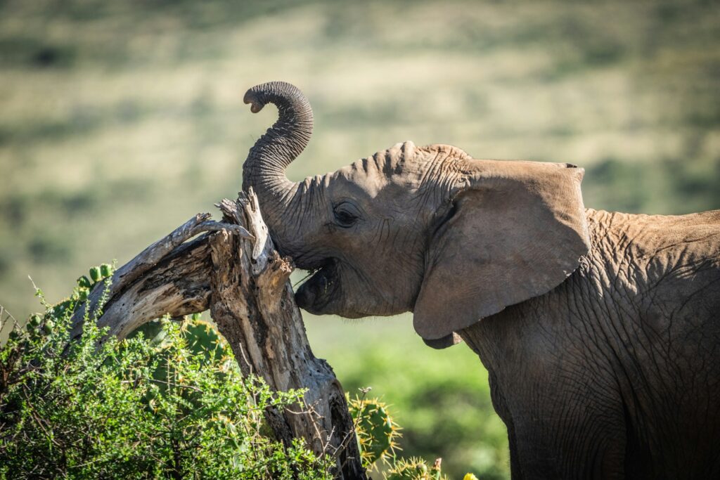 African elephant feeding in the wild during a luxury Kenya Honeymoon Safari