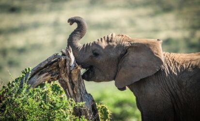 African elephant feeding in the wild during a luxury Kenya Honeymoon Safari