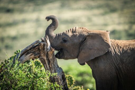 African elephant feeding in the wild during a luxury Kenya Honeymoon Safari