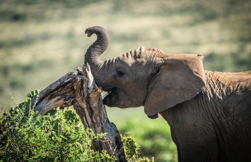 African elephant feeding in the wild during a luxury Kenya Honeymoon Safari
