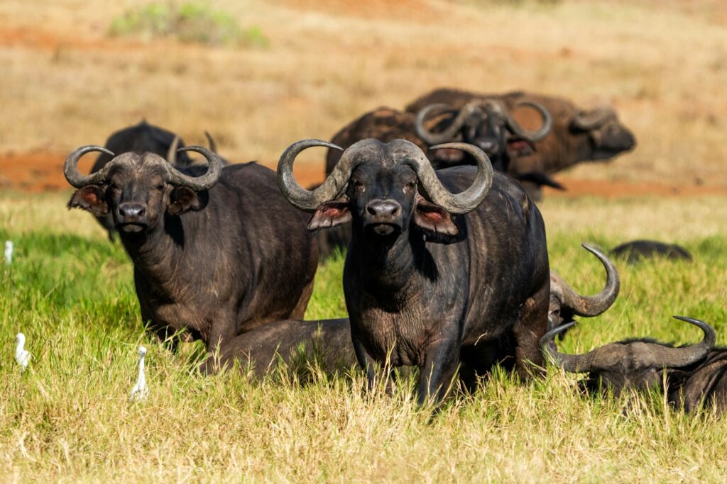 Buffalo Sighting in a Tanzania Family Safari