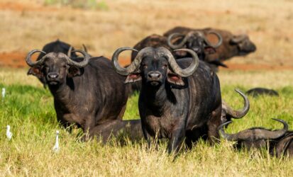 Buffalo Sighting in a Tanzania Family Safari