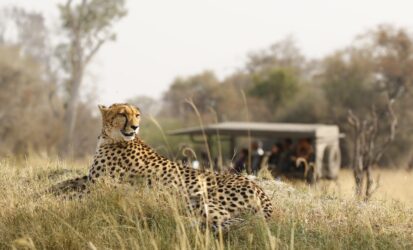 Cheetah resting in tall grass with a safari vehicle and guests in the background
