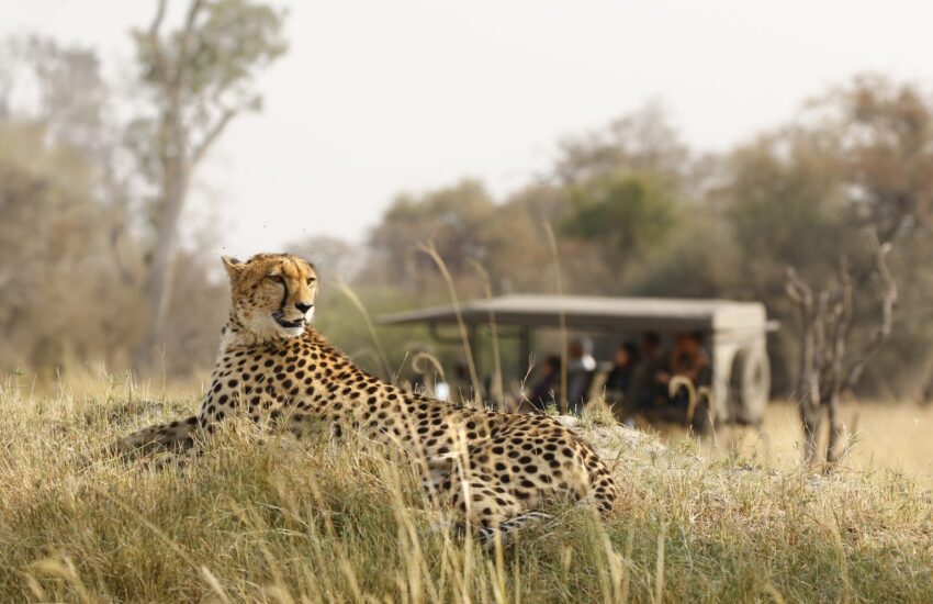 Cheetah resting in tall grass with a safari vehicle and guests in the background