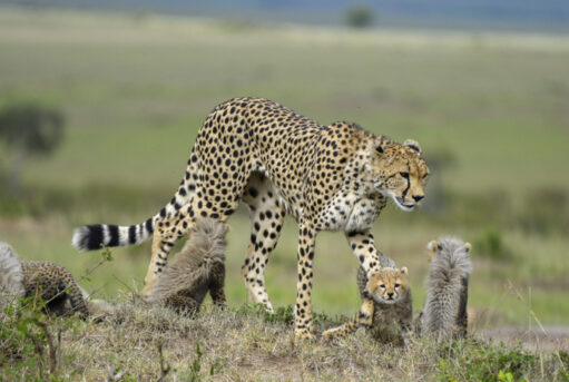 Cheetah with her cubs in the African savannah during a luxury Tanzania Honeymoon Safari