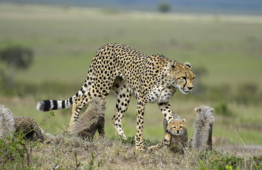 Cheetah with her cubs in the African savannah during a luxury Tanzania Honeymoon Safari