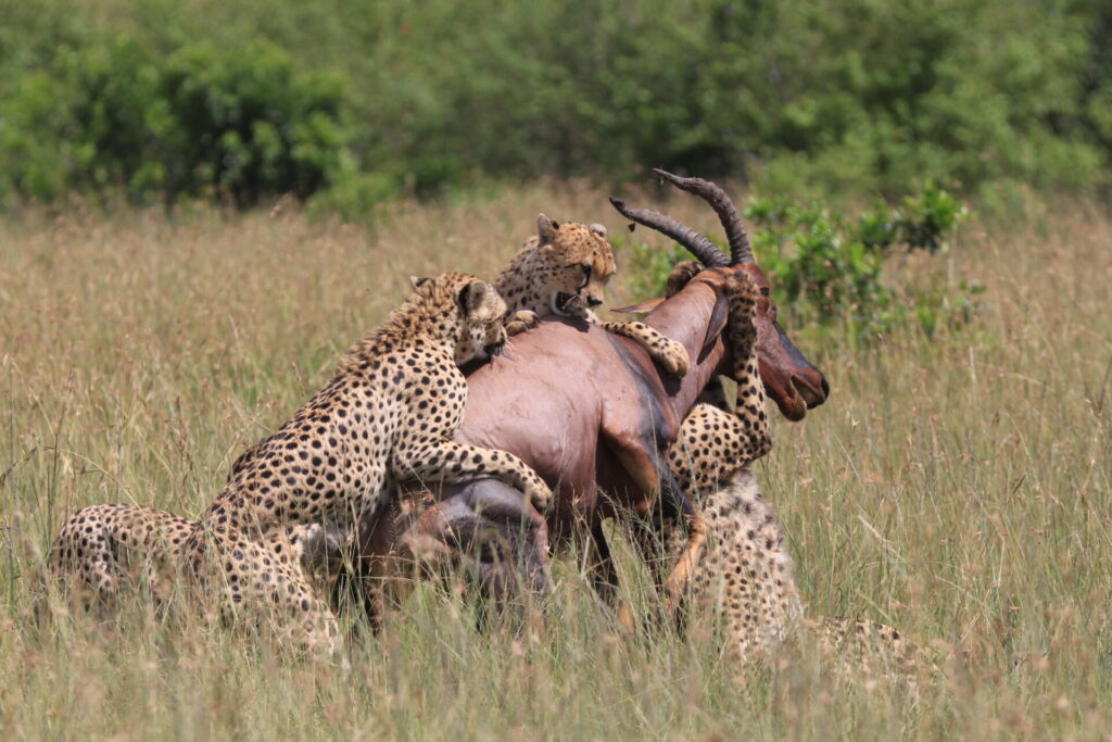 Cheetahs hunting a hartebeest in the Serengeti during a Tanzania Honeymoon Safari.