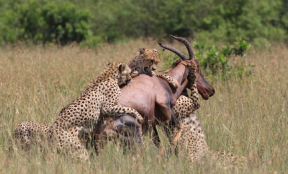 Cheetahs hunting a hartebeest in the Serengeti during a Tanzania Honeymoon Safari.