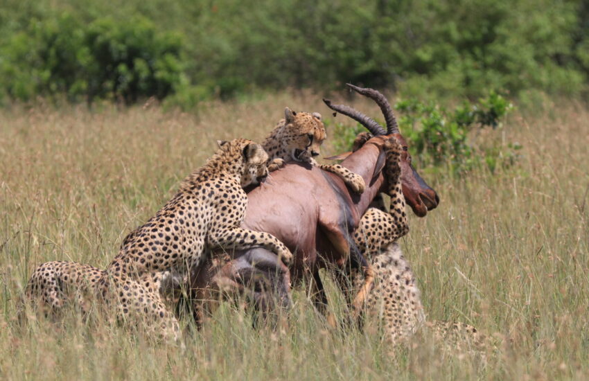Cheetahs hunting a hartebeest in the Serengeti during a Tanzania Honeymoon Safari.