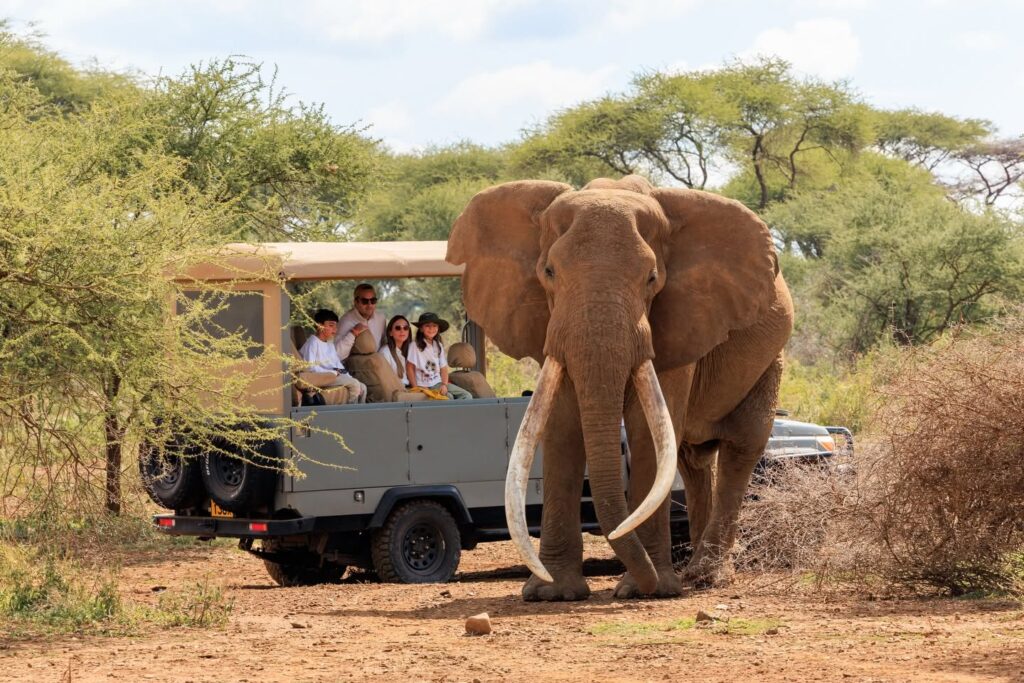 Close encounter with an elephant beside a safari vehicle with guests on board