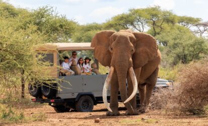 Close encounter with an elephant beside a safari vehicle with guests on board