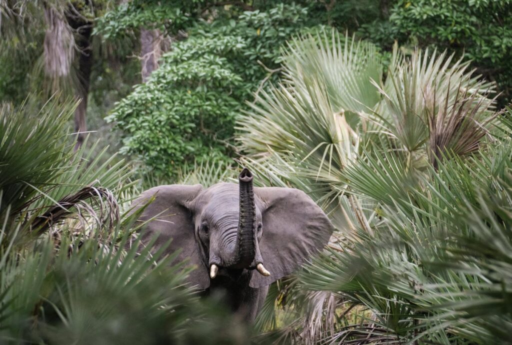 Elephant sighting on a Kenya Family Safari